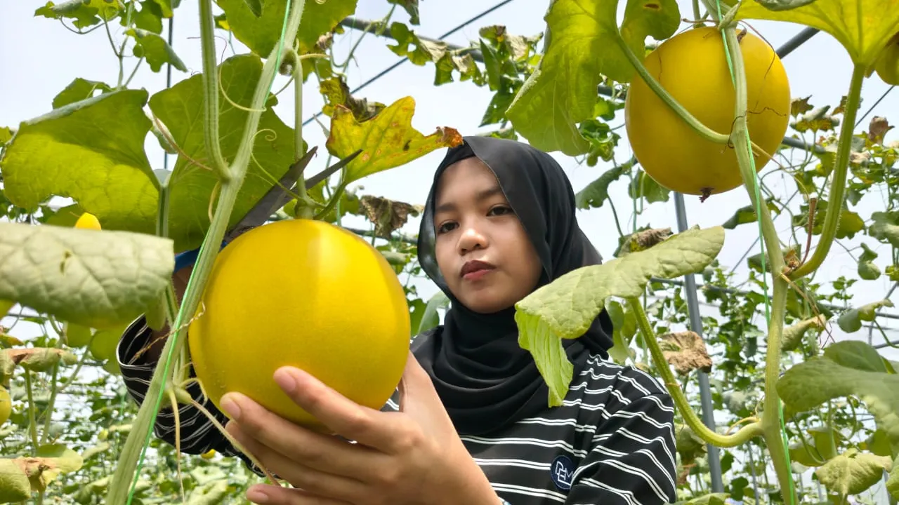 Peminat buah 3M, Ana Sarah Azmanizam teruja memetik sebelum membayar buah berkenaan diLadang 3M di Kampung Gelong Gajah, Machang, Kelantan. - Gambar Astro AWANI