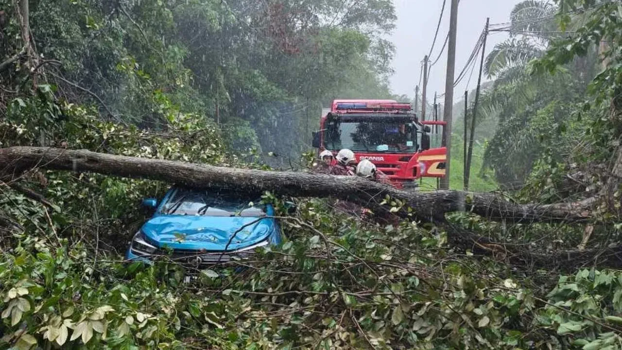 https://www.sinarharian.com.my/article/779014/berita/semasa/lelaki-nyaris-maut-dihempap-pokok-tumbang
