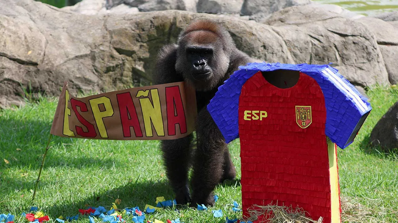 Faustina, a 29-year-old gorilla, interacts with objects representing Spain and Uruguay during an event where animals are used to "predict" the result of the upcoming 2026 World Cup match at a zoo in Guadalajara, Mexico, June 5, 2026. REUTERS/Michelle Freyria