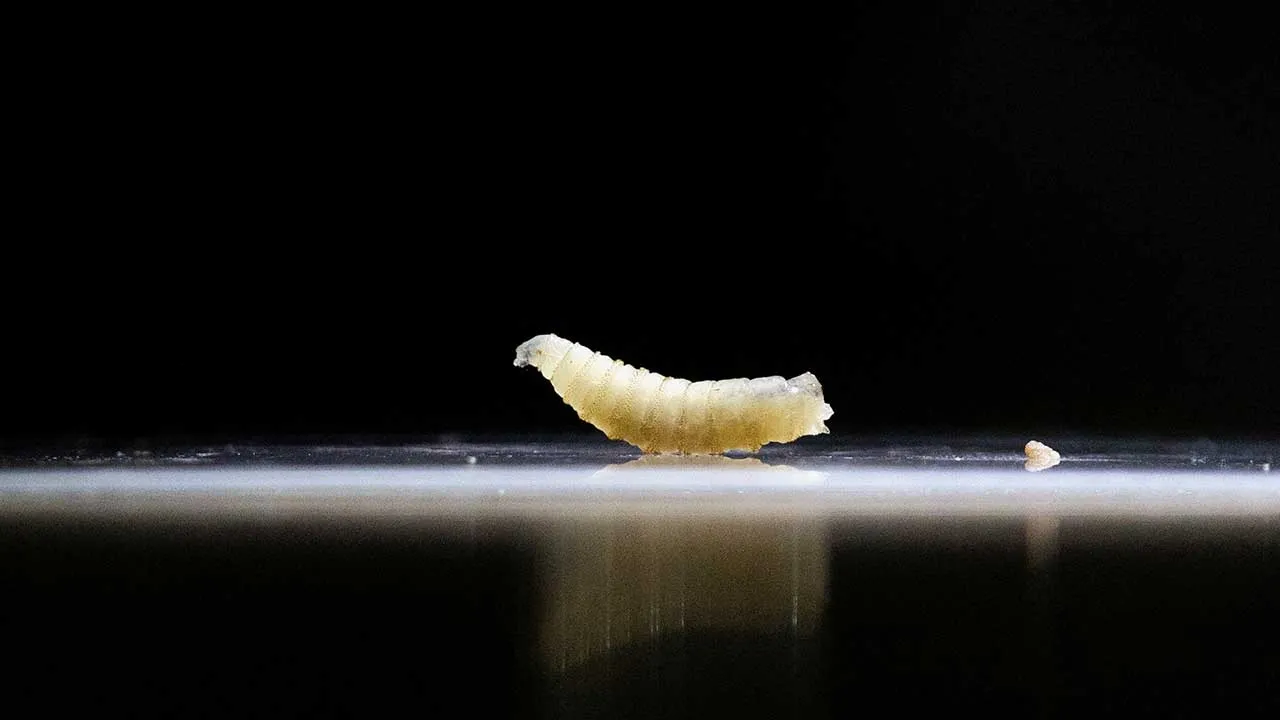 FILE PHOTO: A sample of screwworms collected in the morning are displayed at the veterinary clinic as the Mexican government and ranchers struggle to control the spread of this flesh-eating pest, in Tapachula, Chiapas state, Mexico July 4, 2025. REUTERS/Daniel Becerril/File Photo