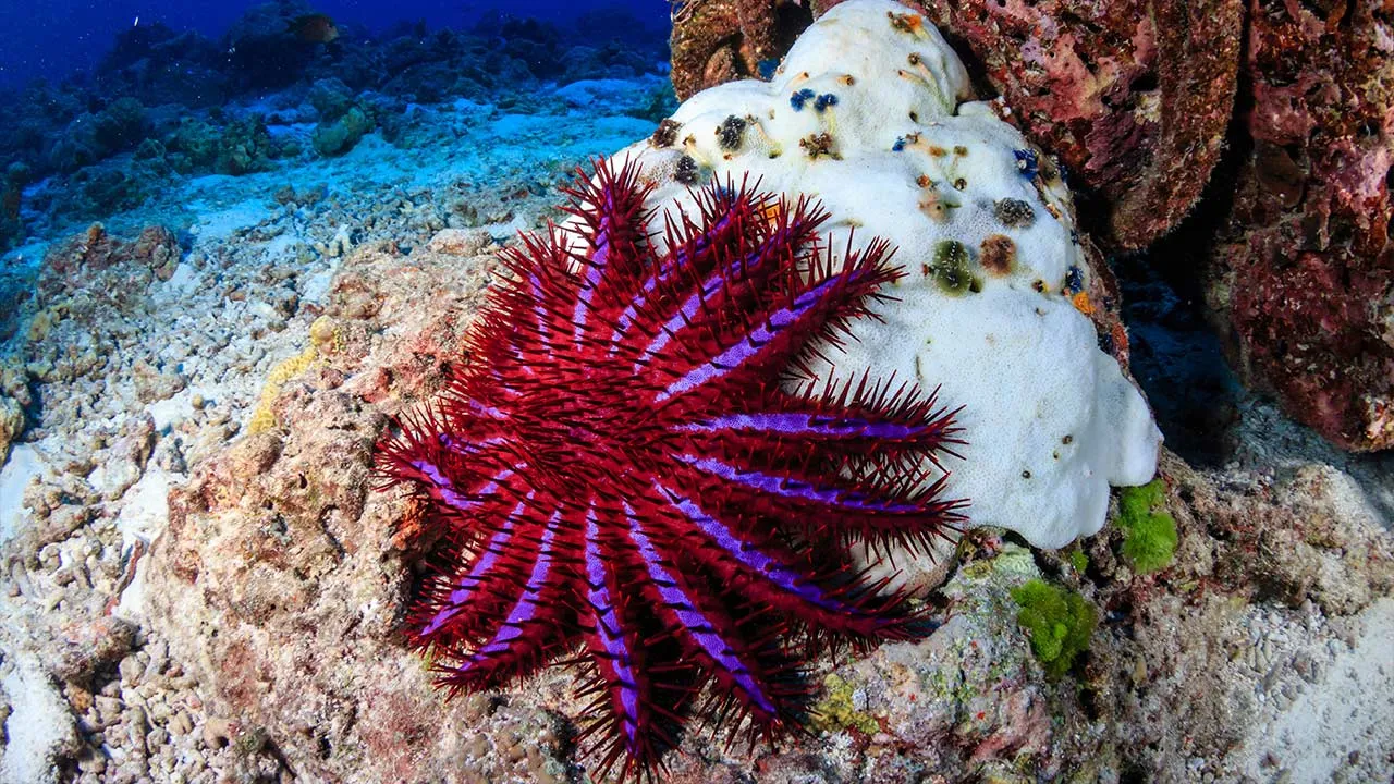 A Crown of Thorns Starfish feeds on a bleached, dead hard coral on a tropical reef.