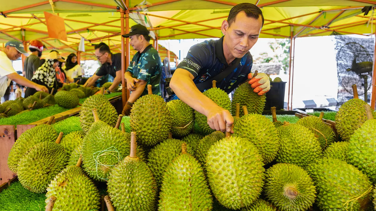 KUALA LUMPUR, 24 Jun -- Kakitangan Lembaga Pemasaran Pertanian Persekutuan (FAMA) menyusun buah durian Musang King untuk dijual kepada orang ramai di Ibu Pejabat FAMA hari ini.  --fotoBERNAMA (2026) HAK CIPTA TERPELIHARA  KUALA LUMPUR. June 24 -- Staff of the Federal Agricultural Marketing Authority (FAMA) arrange Musang King durians for sale to the public at FAMA headquarters today.  -- fotoBERNAMA (2026) COPYRIGHT RESERVED