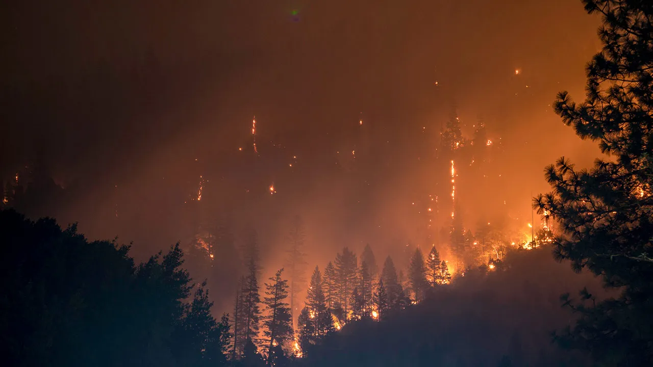 FOREST FIRE GENERIC