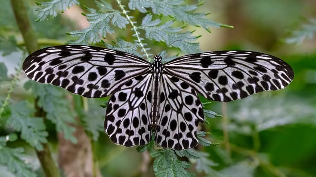 Giant Tree Nymph (Idea lynceus)