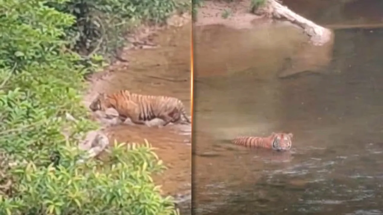 Harimau Gua Musang. PERHILITAN