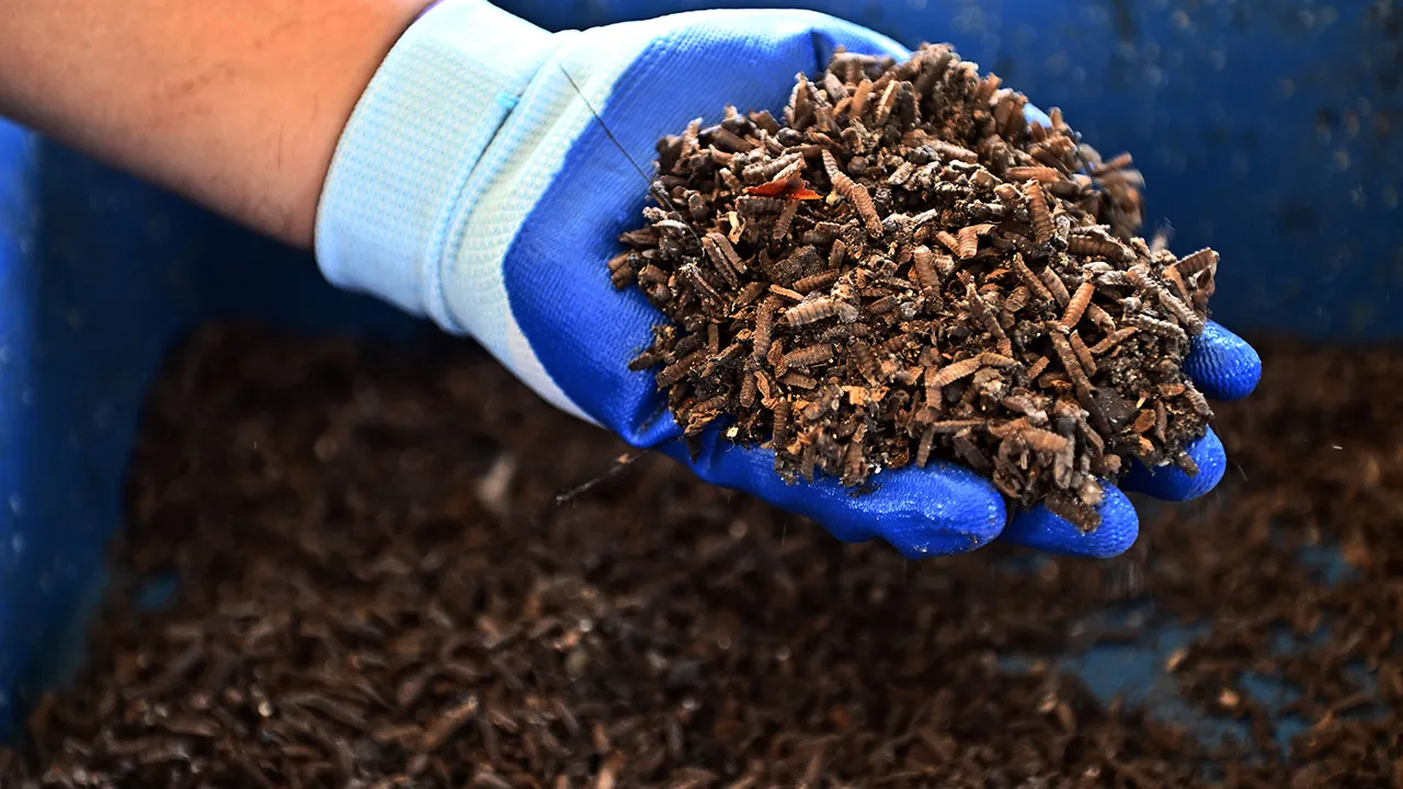 DALAT, 27 Jun -- Larva lalat askar hitam (BSF) yang matang akan diproses sebelum dijadikan baja organik di Pusat Pemprosesan Baja Organik dan Makanan Ternakan Dalat.  Larva BSF mempunyai keupayaan tinggi untuk menguraikan bahan organik dalam tempoh singkat, sekali gus menghasilkan sisa yang kaya dengan nutrien penting untuk tanaman serta larva BSF yang matang turut diproses menjadi sumber protein alternatif untuk makanan ternakan, sekali gus mengurangkan kebergantungan terhadap bahan makanan ternakan import