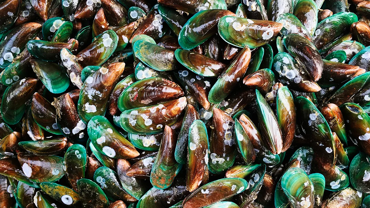  generic Mediterranean Mussels