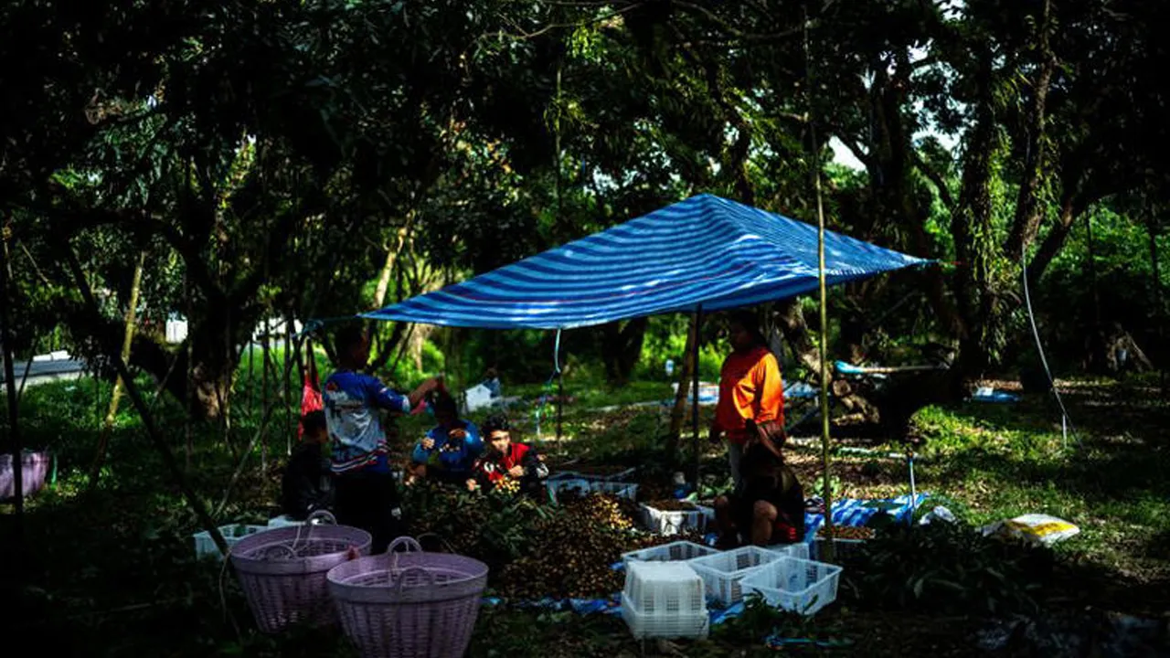 Refugees from Myanmar, who were granted work permits by the Thai government, work at a longan farm in Chanthaburi province, Thailand, November 6, 2025. REUTERS/Athit Perawongmetha