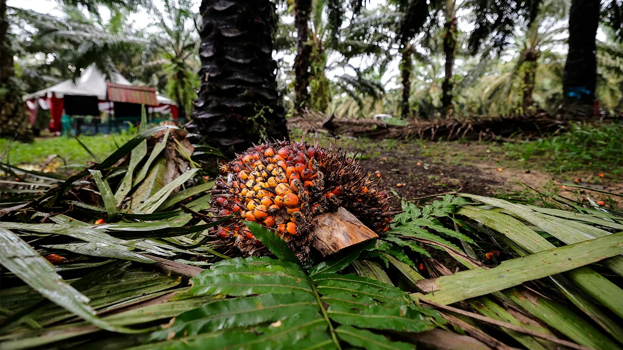 MUAR, 13 Jan -- Buah sawit yang telah di kait dan sedia untuk dihantar ke kilang untuk di proses ketika sesi lawatan media ke ladang sawit Felda Maokil baru-baru ini._BERNAMA