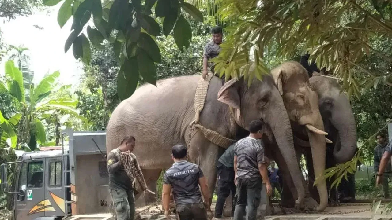 GERIK - Berdepan dengan sekumpulan gajah liar di belakang rumah menjadi detik mendebarkan buat seorang suri rumah dalam kejadian minggu lalu di Kampung Bongor di sini.