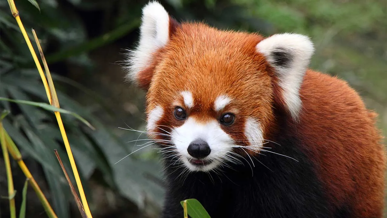 Taiwan Red Panda