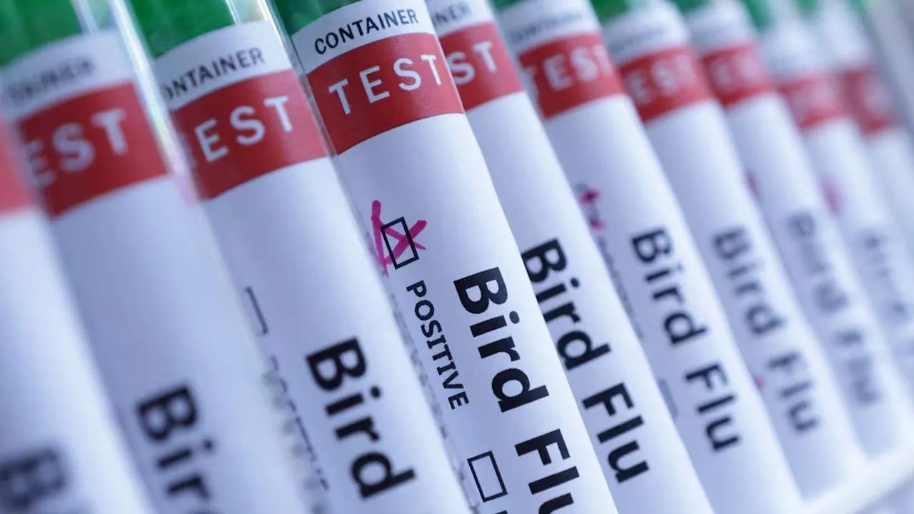Test tubes are seen labelled "Bird Flu" words in this illustration taken, June 10, 2024. REUTERS/Dado Ruvic/Illustration