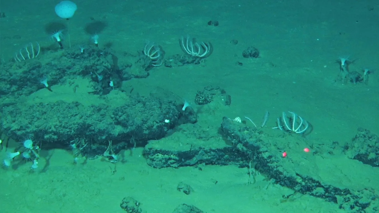 This undated image provided by Peng Zhou shows whale remains on the seafloor that have become home to large communities of marine life, southeastern Indian Ocean, in the Diamantina Fracture Zone. (Global TREnD, IDSSE via AP)