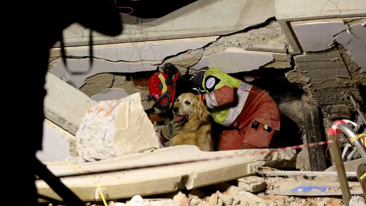 A search-and-rescue dog works at the site of a collapsed building in the aftermath of the June 24 earthquakes in La Guaira, Venezuela, July 1, 2026. REUTERS/Ricardo Arduengo