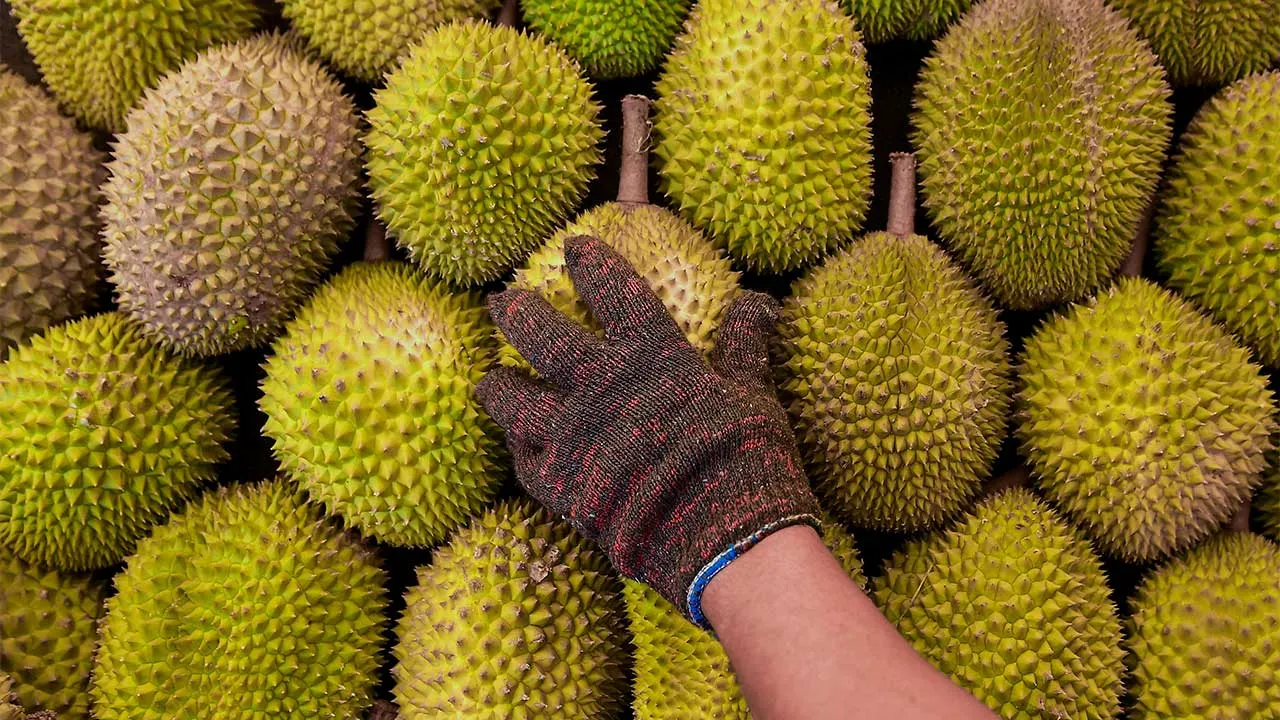 KUALA LUMPUR, 29 Jun -- Antara durian yang di jual ketika tinjauan fotoBernama di sekitar pusat bandar hari ini.  Menteri Pertanian dan Keterjaminan Makanan Datuk Seri Mohamad Sabu menyatakan pengusaha durian tempatan khususnya golongan bumiputera perlu memulakan penanaman buah durian dalam skala besar bagi membolehkan dipasarkan ke China antara lima hingga enam tahun lagi.  Usaha itu perlu dimulakan dari sekarang susulan pemeteraian Protokol Keperluan Fitosanitari Pengeksportan Buah Durian Segar dari Malay