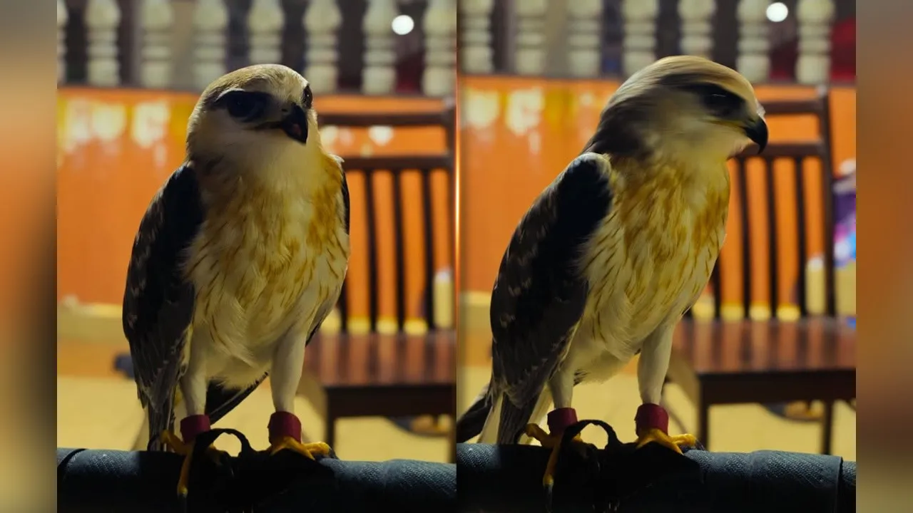 Burung Black Winged Kite. Pasukan Simpanan Persekutuan