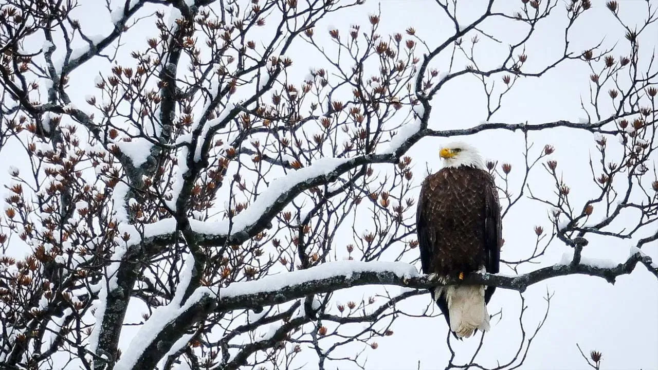 A bald eagle perches on a branch covered in snow during a winter storm in Nyack, New York, U.S., December 14, 2025. REUTERS/Mike Segar Purchase Licensing Rights