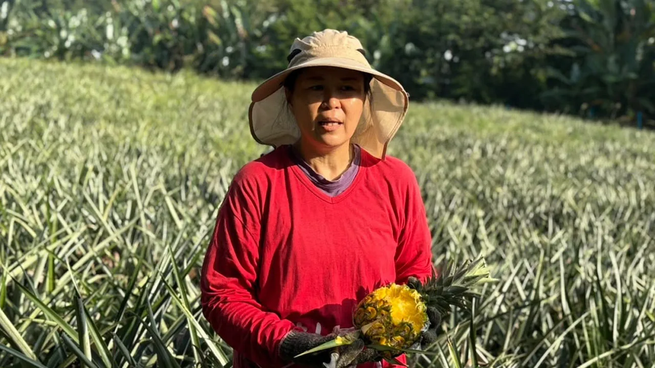 nanas, prn, pertanian