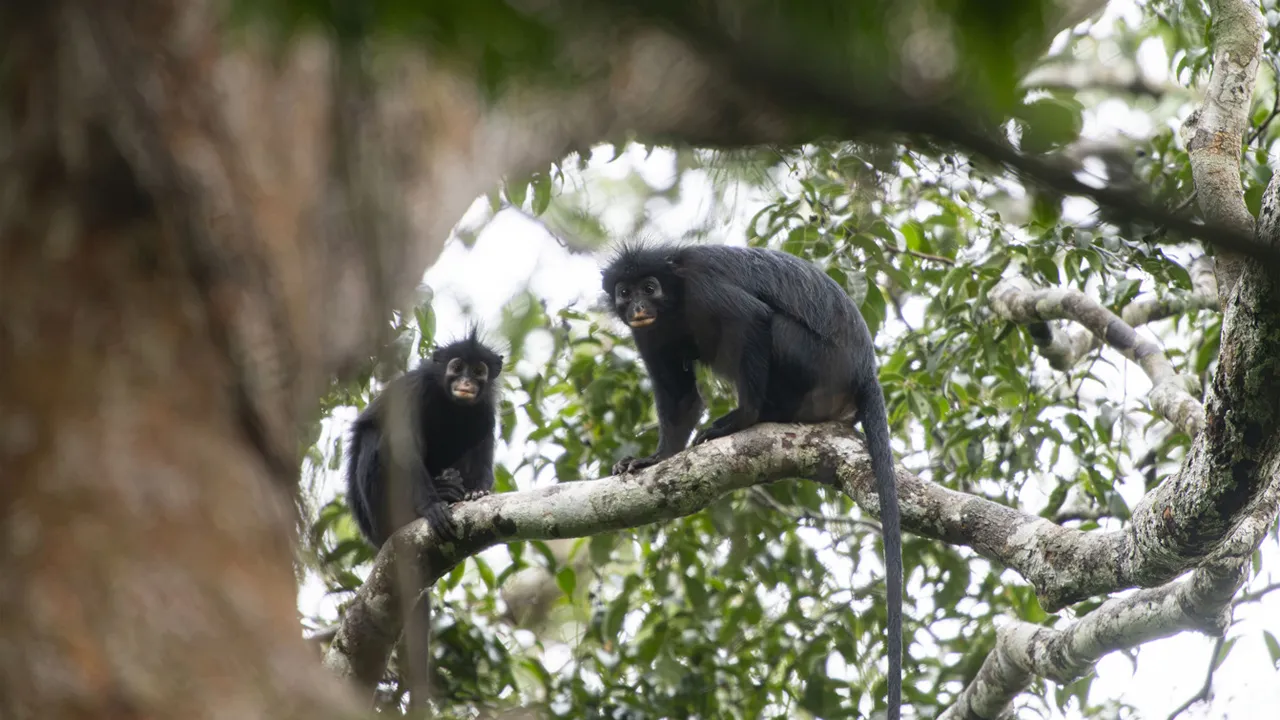 Colobus congoensis, known locally as “likweli,” has a dramatic black face with pinkish-orange lips. Photo credit: Daniel Rosengren, Frankfurt Zoological Society.