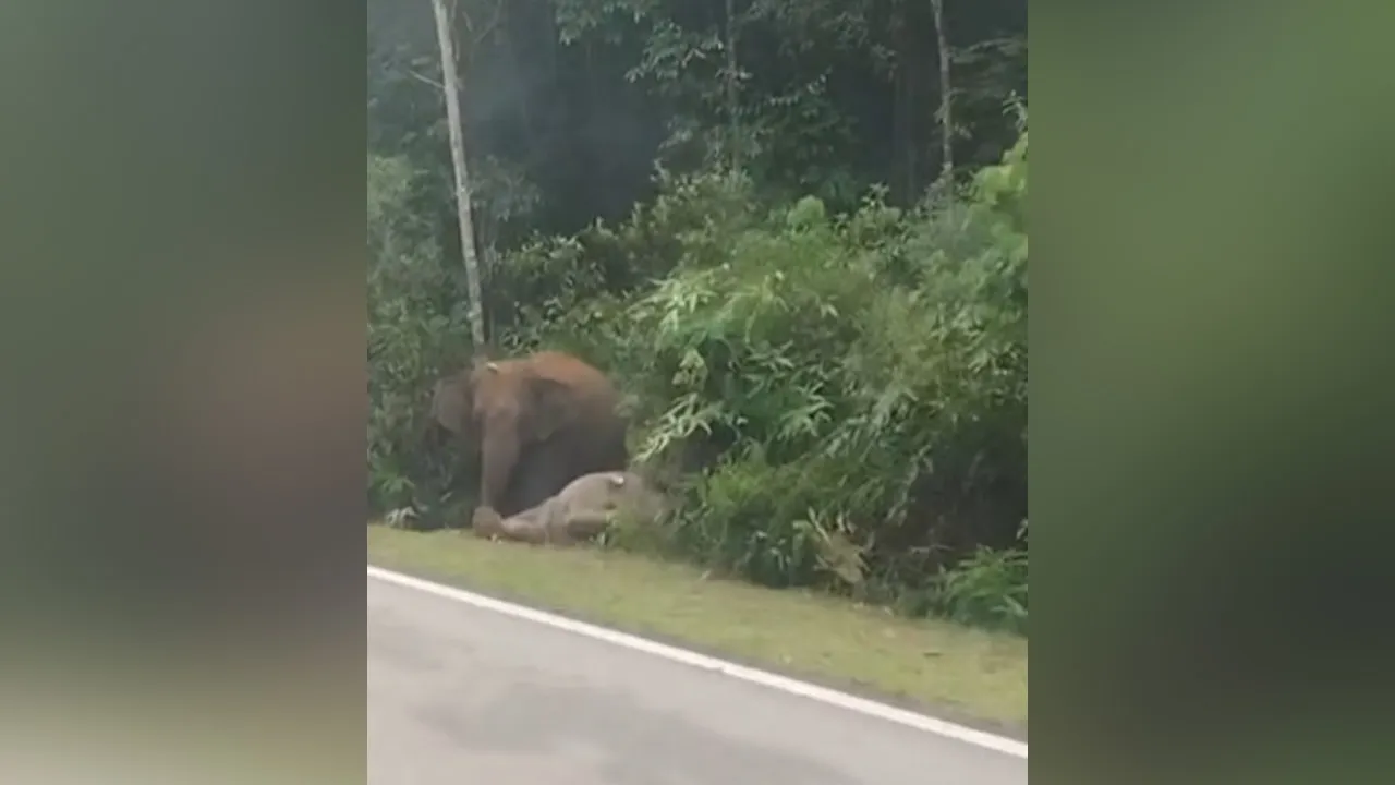 Ada anak gajah mati di laluan Jalan Felda Nitar, Mersing pagi 01/07/26. Hati-hati semua.