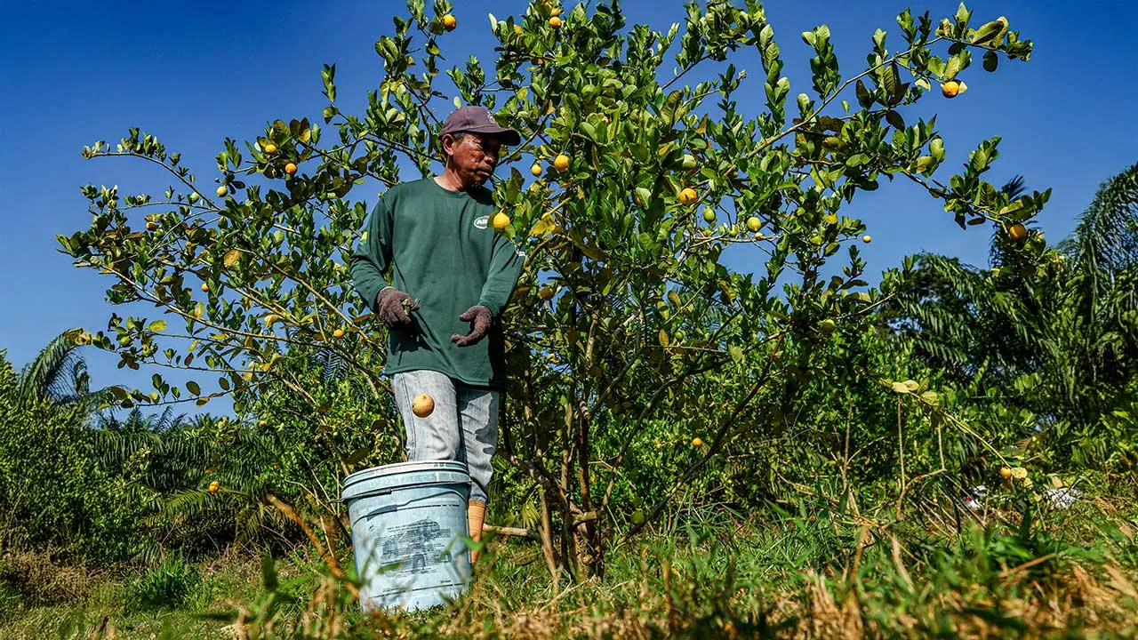 KLUANG, 4 Julai -- Penyelia Ladang Lemon Koperasi Usaha Anak Felda Berhad (KUAF), Asrafi Muhajir, 51, memetik buah lemon yang sudah matang di ladang lemon KUAF, Felda Ayer Hitam baru-baru ini.  KUAF bertindak sebagai strategi serampang dua mata dalam memperkukuh agenda keterjaminan makanan nasional sekali gus mengurangkan kebergantungan negara kepada pasaran import.  -- fotoBERNAMA (2026) HAK CIPTA TERPELIHARA
