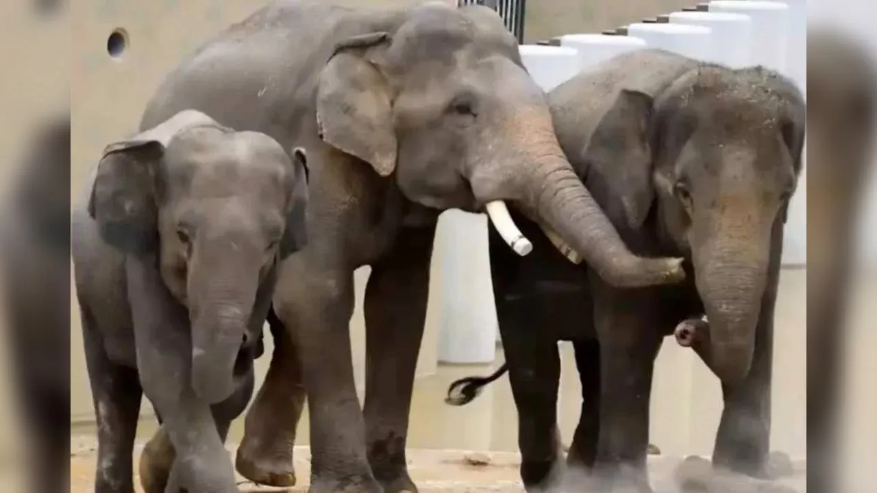 Kesemua gajah berkenaan dilaporkan menyesuaikan diri dengan baik di habitat baharu. Untuk berita terkini Sinar Harian, ikuti di Telegram dan TikTok kami TAIPING - Tiga gajah Malaysia iaitu Dara, Amoi dan Kelat (DAK) yang ditempatkan di Tennoji Zoo, Osaka, Jepun berada dalam keadaan sihat dan aktif dengan mencatatkan peningkatan berat badan yang positif.  Yang Dipertua Majlis Perbandaran Taiping (MPT), Mohamed Akmal Dahalan berkata, berdasarkan laporan pemantauan dan penilaian veterinar terkini_Sinar
