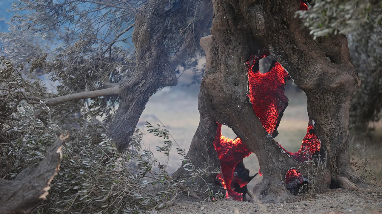 Embers smolder inside an olive tree during a wildfire in the Rethymno region on the southern Greek island of Crete, Wednesday, July 29, 2026, where two firefighters died while battling the blaze. (AP Photo/Giannis Angelakis)