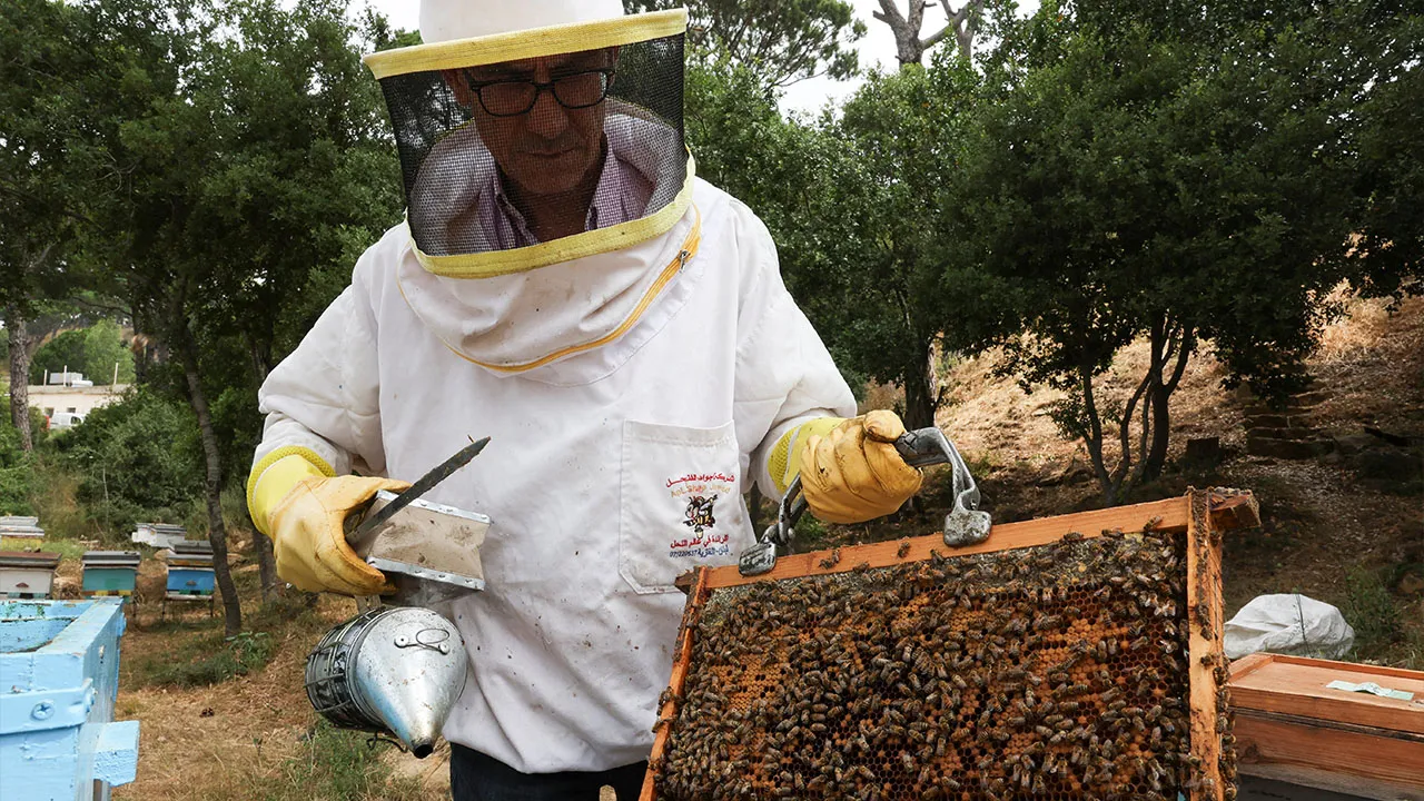 Fadi El Masri checks up on bees in Salima, Lebanon, July 8, 2026. REUTERS/Mohammad Azakir