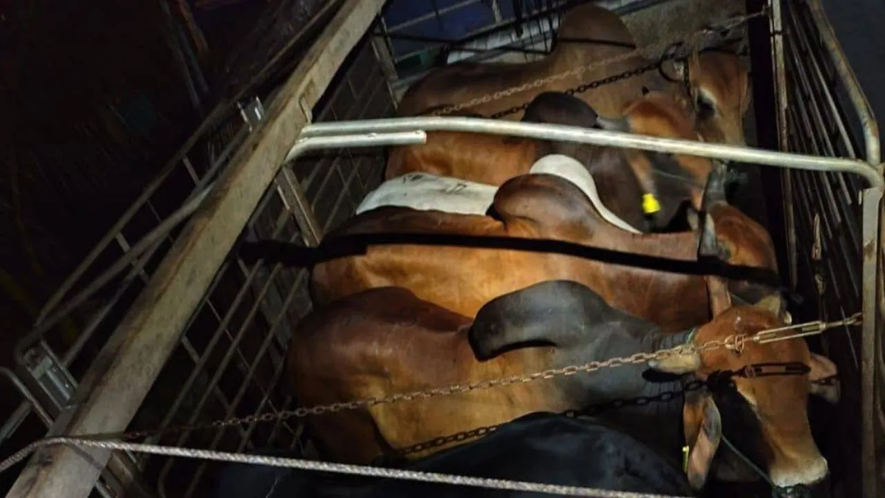 Lembu - PGA