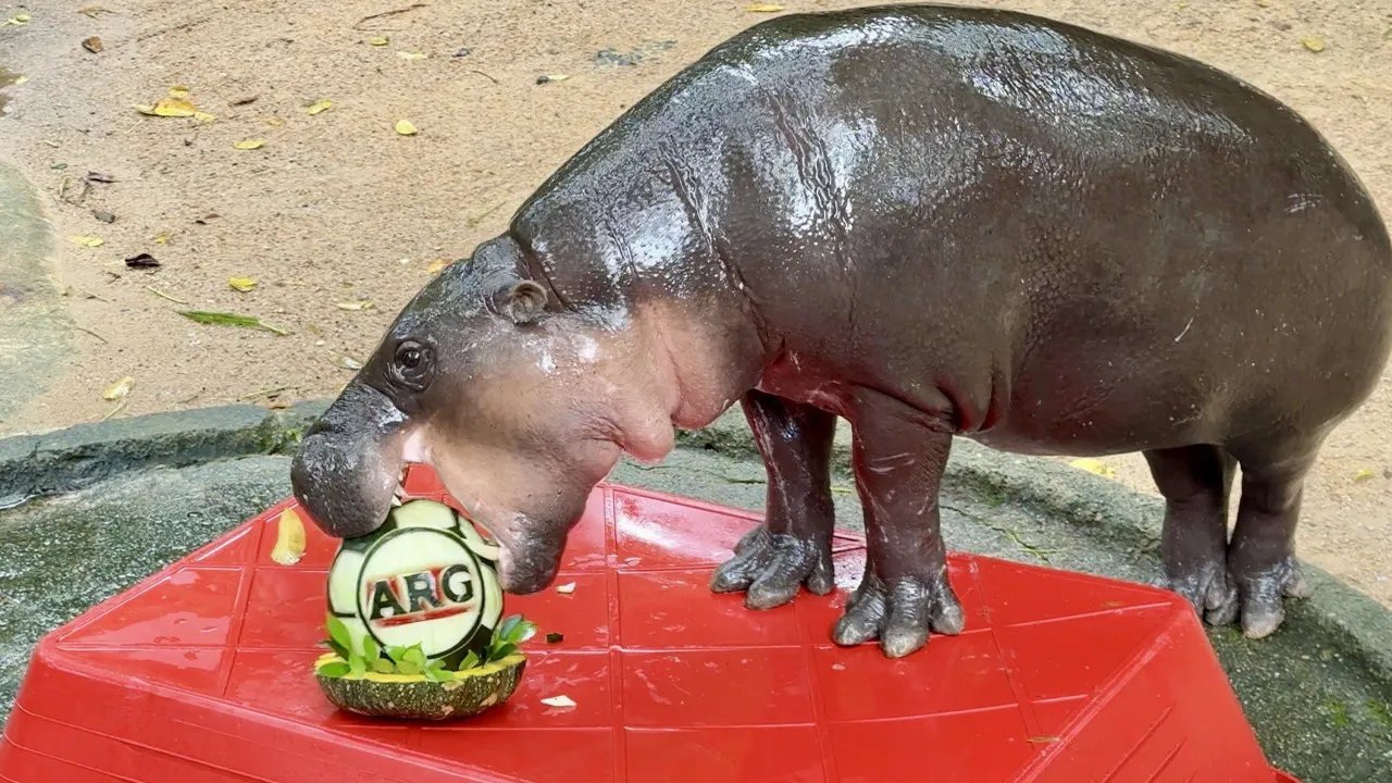 https://x.com/KhaokheowZoo/status/2078324459497517409/photo/2