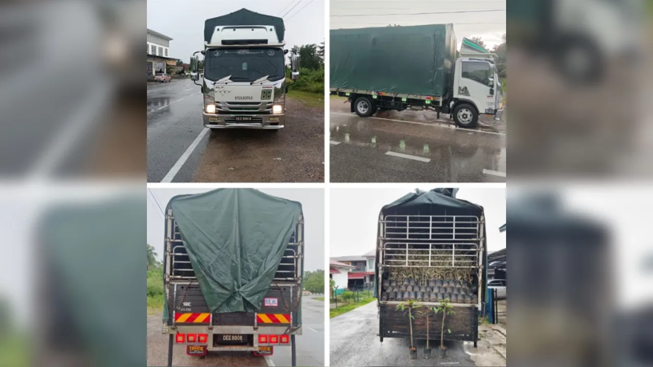 anak pokok durian_pasukan gerakan am (pga) briged tenggara