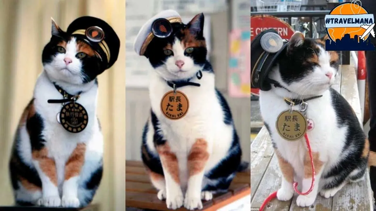 [TB]_ Kinokawa cat Tama_ASTRO GEMPAK