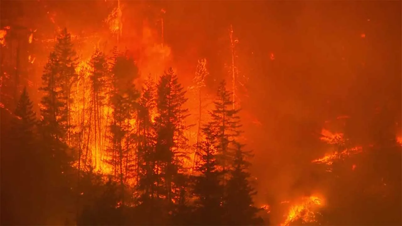 Trees engulfed in flames as fast-moving Bald Range wildfire burns in Canada