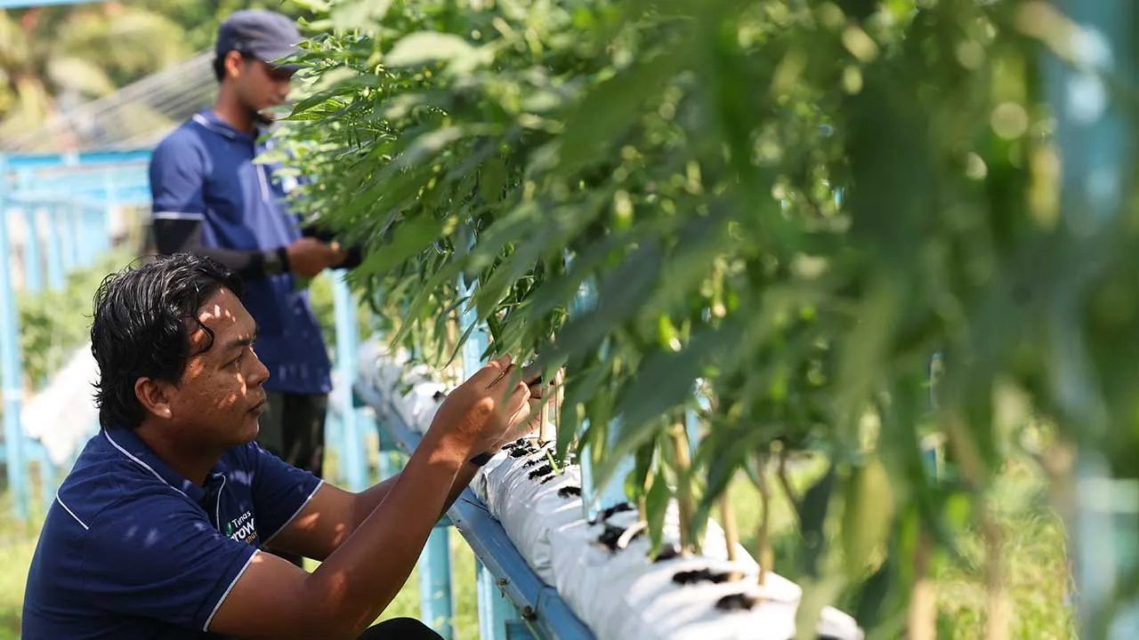 KULAI, 18 Ogos -- Pengurus Ladang Syarikat Tunas Grow Synergy Sdn Bhd, Muhamad Faqihiddin Syah Muhamad Khalil,33, (depan) dan Muhammad Rohib Abu Bakar, 23, ketika membersihkan cili yang ditanam di ladang seluas 0.61 hektar (1.5 ekar) di Kampung Ayer Manis, Sedenak ketika ditemui BERNAMA baru-baru ini.  Ladang yang menempatkan sebanyak 8,800 anak pokok cili varieti 461 itu mampu menghasilkan tuaian mencecah lapan hingga 10 tan bagi satu musim pengeluaran.  --fotoBERNAMA (2026) HAK CIPTA TERPELIHARA