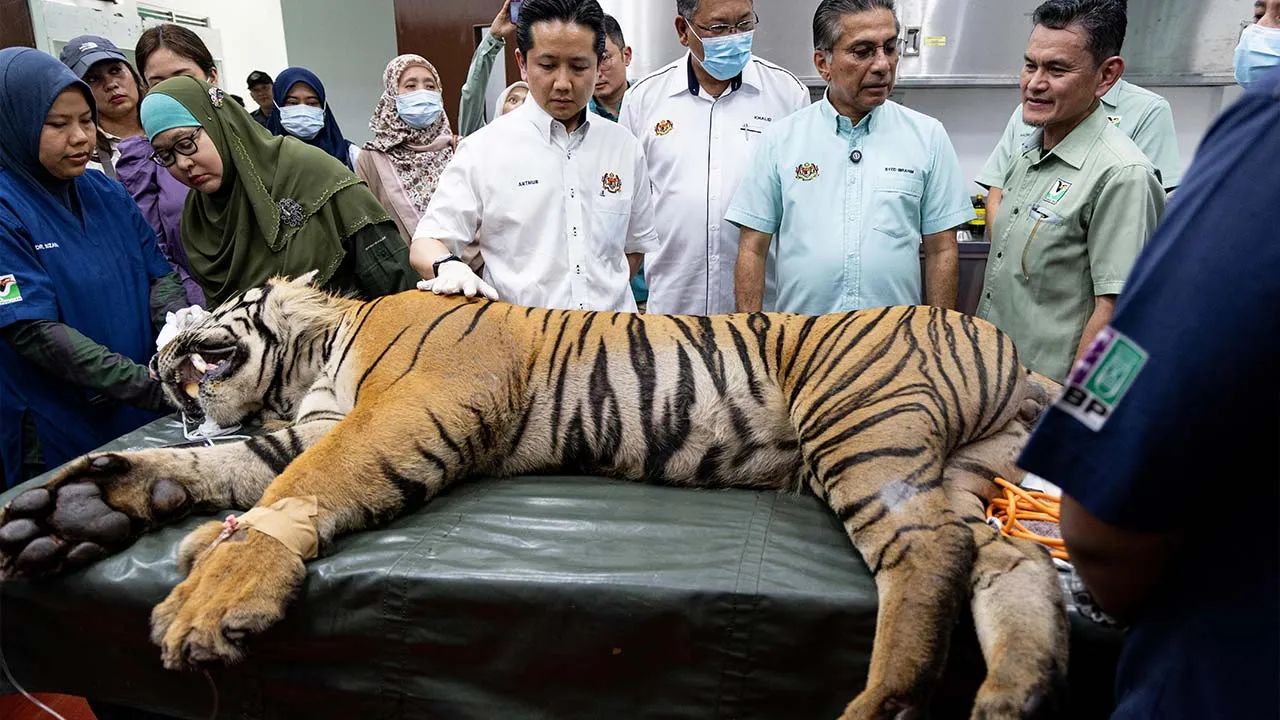 SUNGKAI, 21 Ogos -- Menteri Sumber Asli dan Kelestarian Alam Datuk Seri Arthur Joseph Kurup melihat proses merawat harimau belang ketika mengadakan lawatan ke Pusat Menyelamat Hidupan Liar Kebangsaan (NWRC) hari ini.  -- fotoBERNAMA (2026) HAK CIPTA TERPELIHARA