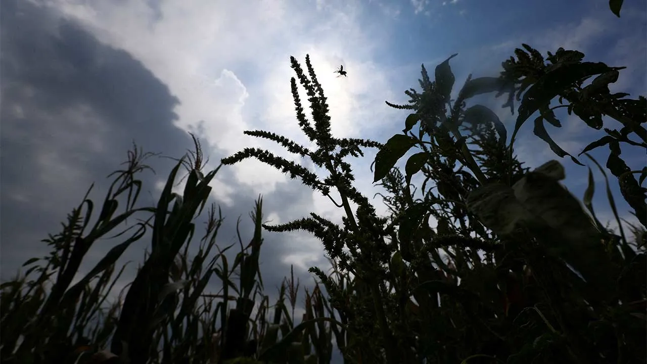 FILE PHOTO: Corn plants affected by hot weather and a lack of rain stand on a farm in Chivilcoy, on the outskirts of Buenos Aires, Argentina, February 5, 2026. REUTERS/Matias Baglietto/File Photo