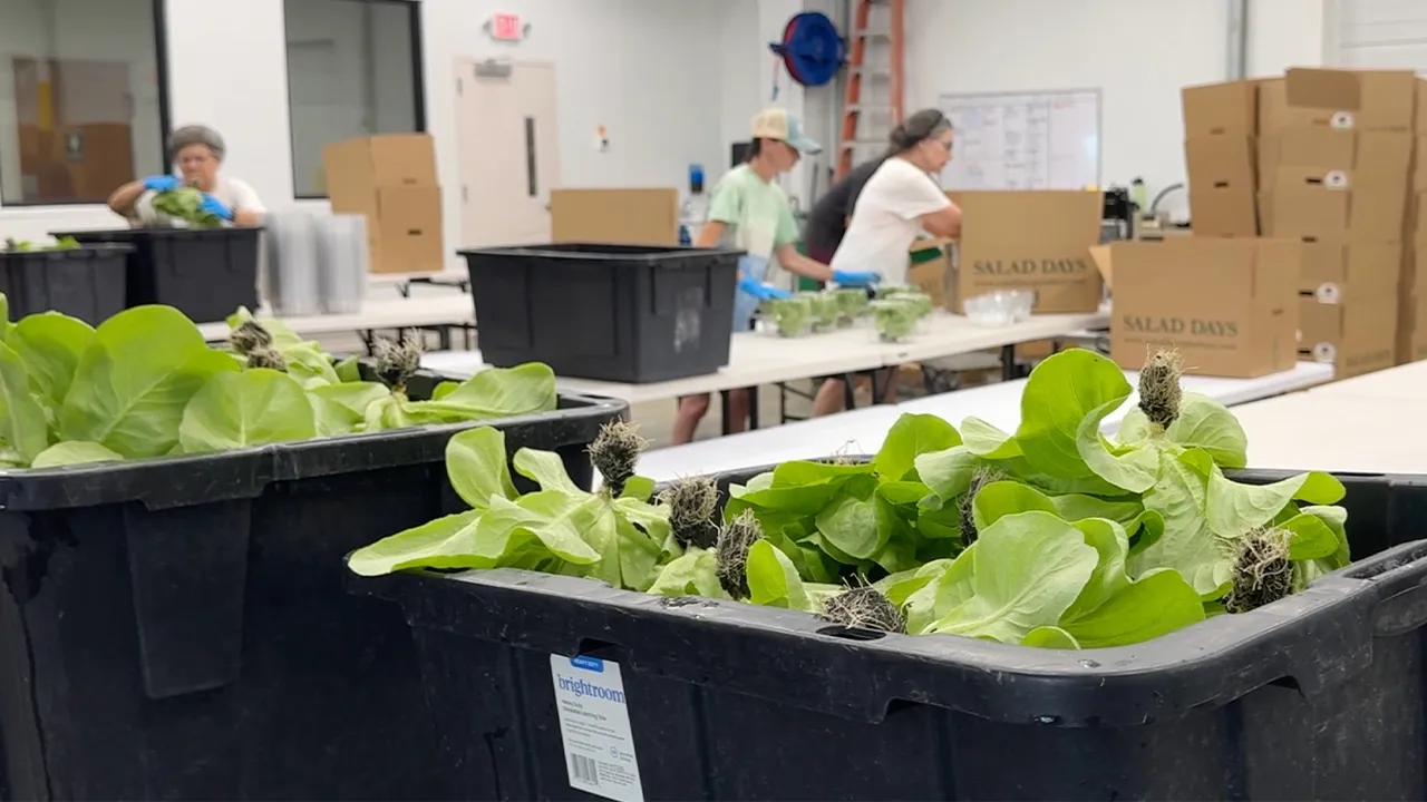 This image made from video shows bins of lettuce heads on a conveyor belt as Salad Days employees box them for distribution Friday, July 31, 2026, in Flora, Miss. (AP Photo/Sophie Bates)