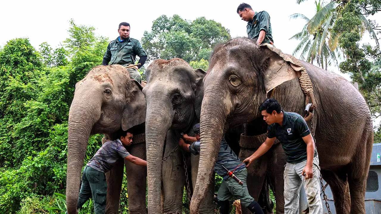 KUALA TERENGGANU, 25 Ogos -- Dua ekor gajah denak betina iaitu Suria dan Indah dari Pusat Konservasi Gajah Sungai Deka, Hulu Terengganu terlibat dalam operasi memindahkan seekor gajah liar betina di Kampung Jeram, Manir hari ini.  Operasi memindahkan gajah tersebut bermula pada pukul 8 pagi dan selesai pada 10.30 pagi tadi sebelum haiwan berkenaan dibawa untuk dilepaskan di Taman Negeri Royal Belum, Perak.  Gajah berkenaan dilaporkan berada dalam keadaan selamat dan stabil.  -- fotoBERNAMA (2026) HAK CIPTA 