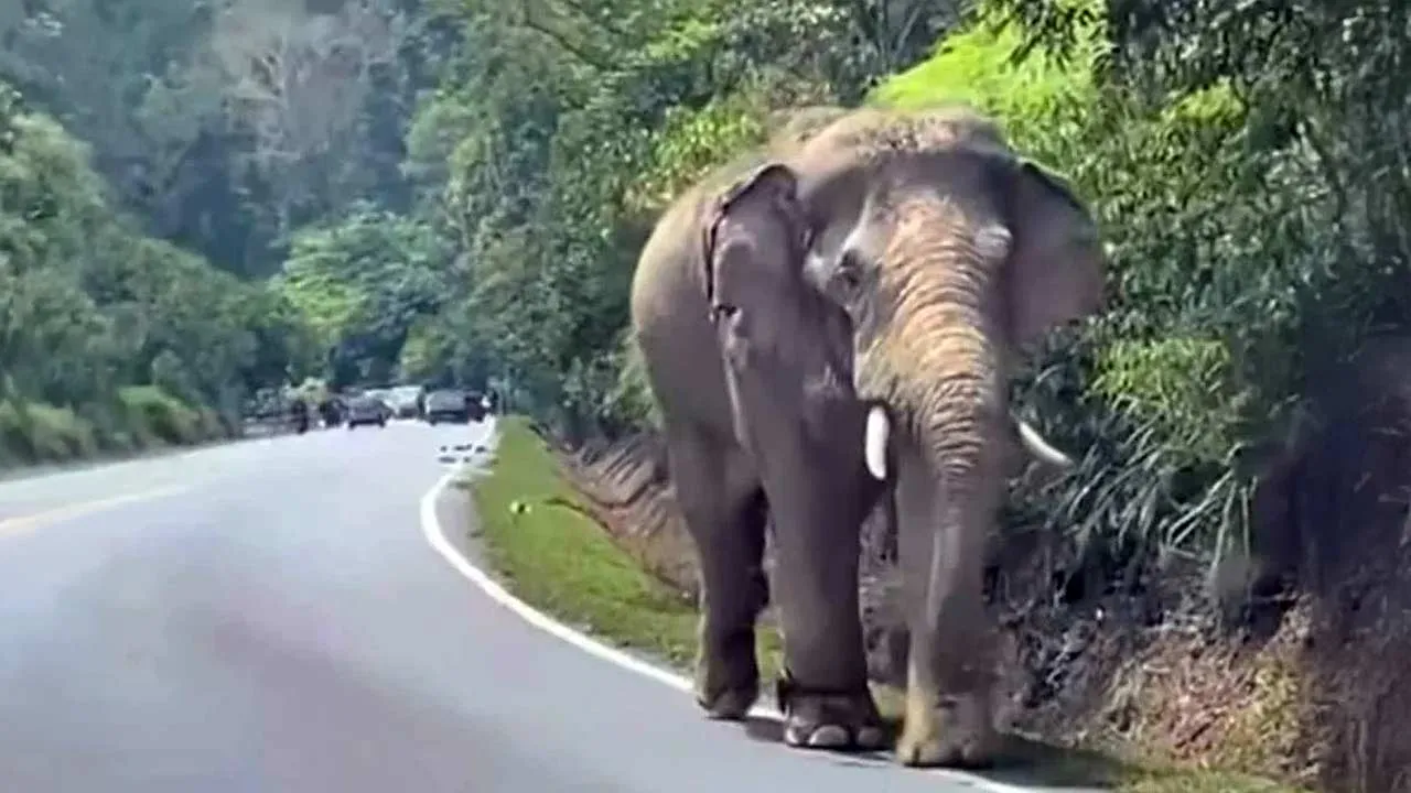 Sulong kelihatan berjalan menuju ke arah Gua Musang. FOTO: Tular