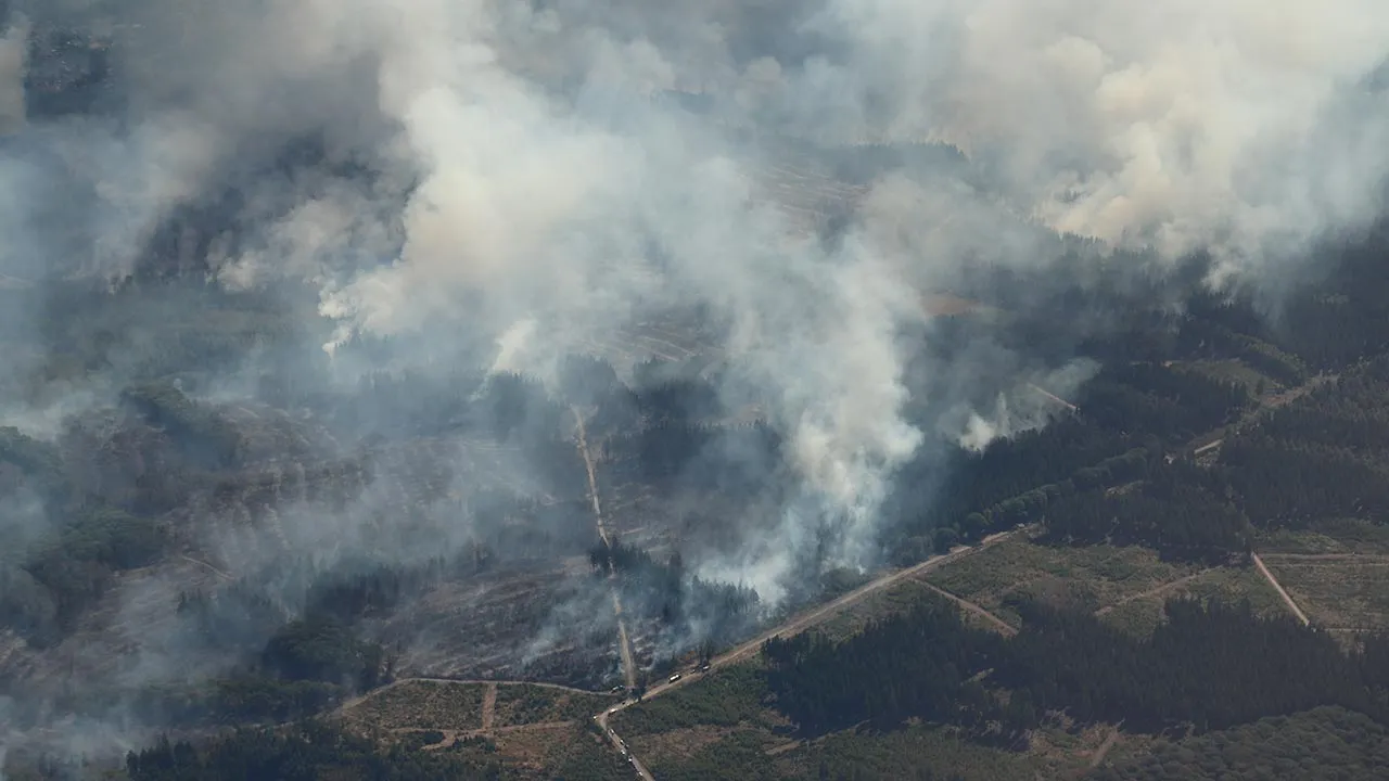 Smoke from a forest fire rises above the Hürtgenwald, in Düren, Germany, Friday, Aug. 14, 2026. (Sascha Thelen/dpa via AP)
