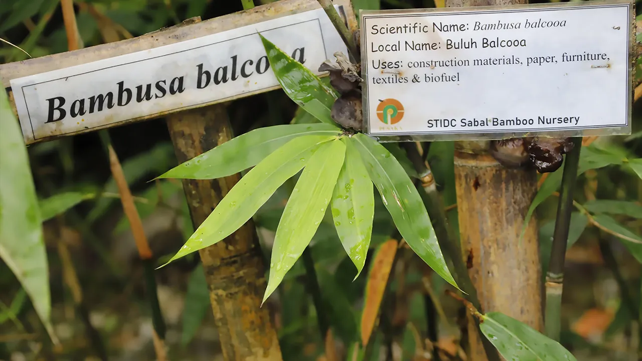 KUCHING, 25 Ogos -- Buluh yang selama ini sinonim dengan kehidupan tradisional masyarakat Sarawak berpotensi berkembang sebagai sumber ekonomi baharu melalui penghasilan produk bernilai tambah seperti makanan, perabot dan bahan biojisim.  -- fotoBERNAMA (2026) HAK CIPTA TERPELIHARA