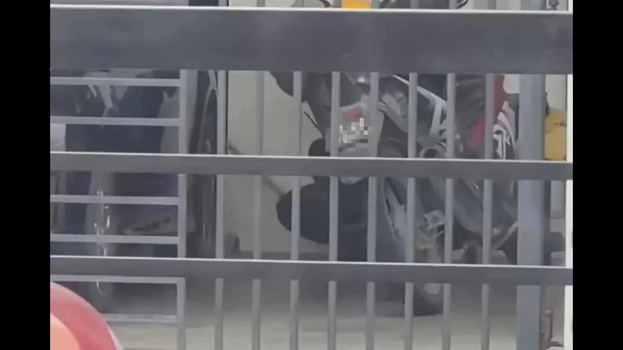 https://www.sinarharian.com.my/article/792800/berita/semasa/polis-tangkap-lelaki-pukul-kucing
