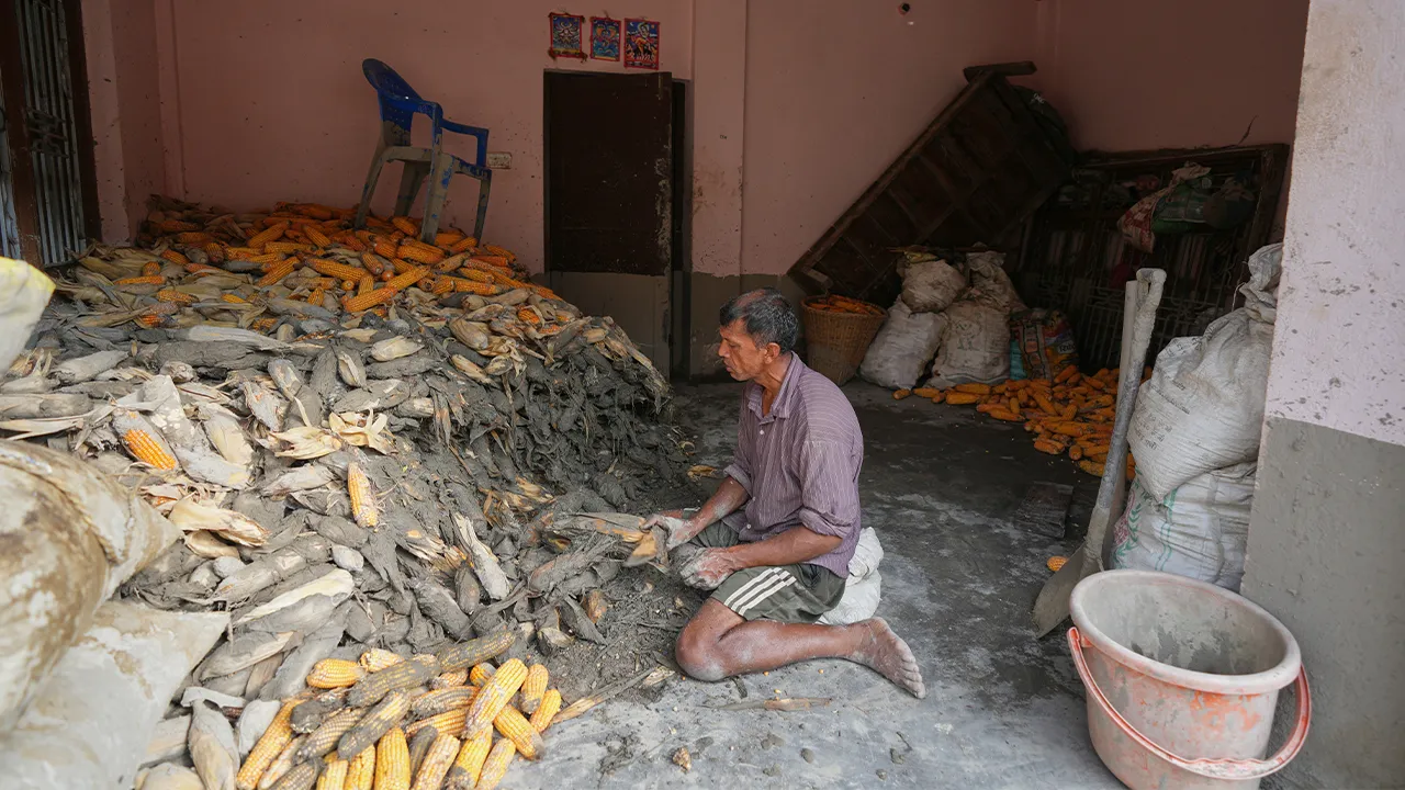 A farmer cleans his corn crop after flash floods in Nepal’s Nuwakot district on Saturday, Aug. 29, 2026. (AP Photo/Rajesh Kumar Singh)