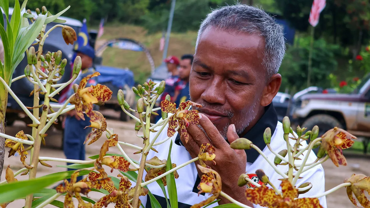 GUA MUSANG, 18 Ogos -- Pekebun kecil, Razali Ayeh, 51, mencium bunga orkid harimau yang sedang mekar ketika ditemui pemberita di Kampung Redip di sini.  Penantian bertahun-tahun untuk melihat orkid harimau kembali berbunga membuatkannya tidak tergamak menjual tumbuhan eksotik itu walaupun terdapat pengunjung yang berminat untuk membelinya.  Orkid harimau atau nama saintifiknya Grammatophyllum speciosum yang ditanam sejak 2011 itu hanya berbunga sekitar lapan tahun sekali, menjadikan kemunculan bunganya sesu