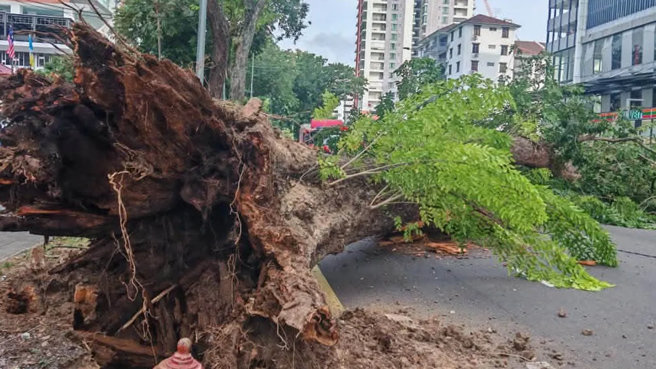 Majlis Bandaraya Pulau Pinang (MBPP) ingin memaklumkan kepada orang awam bahawa sebahagian Jalan Macalister ditutup sementara berikutan insiden pokok tumbang di hadapan Bangunan 218, Jalan Macalister._Majlis Bandaraya Pulau Pinang - MBPP