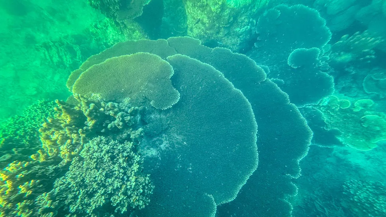 MERSING, 25 Julai -- Keindahan terumbu karang yang mewarnai perairan Pulau Aur sememangnya memukau pandangan, dengan pelbagai bentuk dan warna yang menghiasi dasar laut di sini.  Namun, keindahan ini hanya dapat dikekalkan jika kita semua bersama-sama memelihara terumbu karang daripada ancaman pencemaran, aktiviti penangkapan ikan yang merosakkan dan kesan perubahan iklim.  --fotoBERNAMA (2025) HAK CIPTA TERPELIHARA