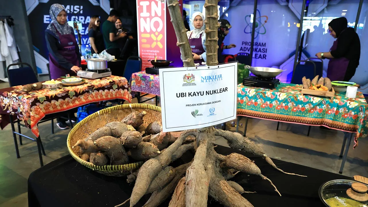 CYBERJAYA, 22 Ogos -- Agensi Nuklear Malaysia turut memperkenalkan ubi kayu nuklear sempena Program Advokasi Nuklear: Nuklear Untuk Rakyat (N.U.R)@Wanita yang merupakan hasil penyelidikan agensi berkenaan dan mempunyai ciri istimewa termasuk cepat matang.  Baka itu dihasilkan melalui teknik mutasi aruhan menggunakan sinaran nuklear bagi menambah baik kualiti tanaman.  --fotoBERNAMA (2026) HAK CIPTA TERPELIHARA