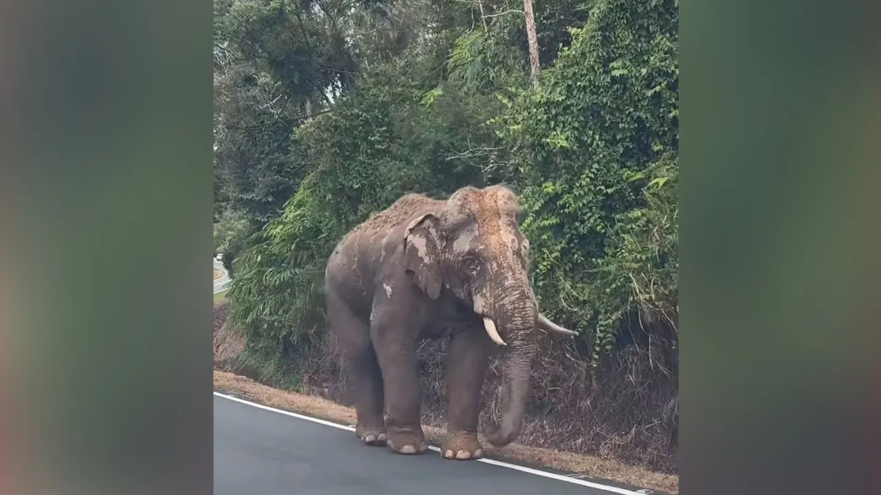 Kesian Sulong 😭 Perlahan-lahan dia berjalan jauh dari Gerik ke Gua Musang. Ramai kongsi yang Sulong dah hampir sampai Jeli. Abe Wee perasan kaki Sulong luka teruk. Semoga perjalanan Sulong dipermudahkan, lukanya dirawat dan sentiasa dilindungi ❤️🐘 Semoga sampai dengan selamat ya, Sulong. Viralkan post ni supaya sampai kat pihak berkuasa.