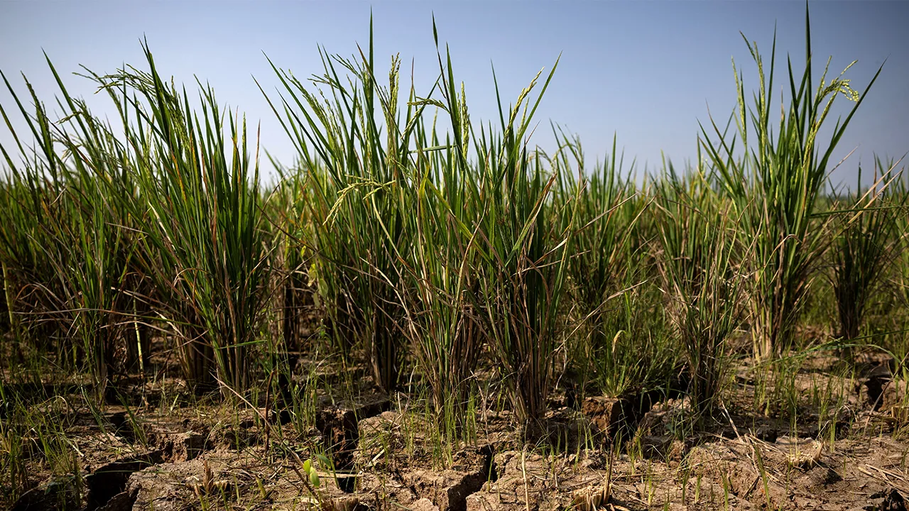 FILE PHOTO: Cracks appear on a paddy field in a drought-hit area during the dry season, amid forecasts that El Niño may contribute to drier-than-normal conditions, in Rido Galuh village, Bekasi regency, Indonesia, July 16, 2026. REUTERS/Willy Kurniawan/File Photo