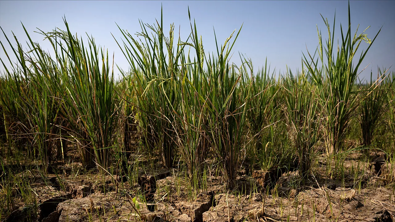 Cracks appear on a paddy field in a drought-hit area during the dry season, amid forecasts that El Niño may contribute to drier-than-normal conditions, in Rido Galuh village, Bekasi regency, Indonesia, July 16, 2026. REUTERS/